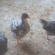 جوجه خروس آمروک