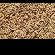 جو شیرودی پرمحصول تخم جو 3تن یکجانقد