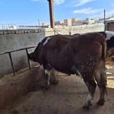 گاوسیمینتال