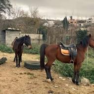 اسب کرد سر دم گیر همه چی تمام