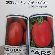 بذر گوجه فرنگی