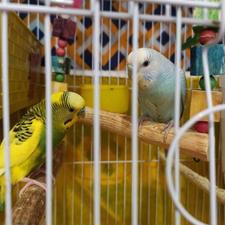 مرغ عشق جفت ، بالغ و تخمگذار