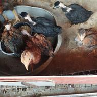 جوجه محلی لخت کردن و تزینی