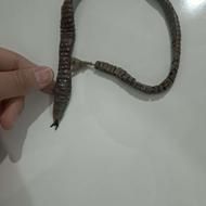 تسبیح هسته خرما مار