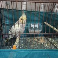 عروس هلندی زیبا