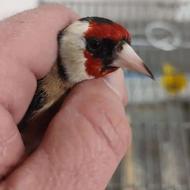 سره عروس هلندی فنچ معاوضه با ابزار دستگاه جوش