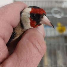 سره عروس هلندی فنچ معاوضه با ابزار دستگاه جوش