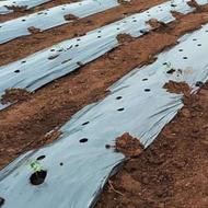 نایلون مالچ باغداری و پلاستیک مالچ کشاورزی و استرچ سیلاژ