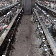 صدو پنجاه مرغ سفید موجود تخمگذار زنده سن14ماه