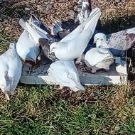 کبوتر خانگی پروازی سفید و رنگهای متنوع