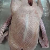 اردک خارجی و غاز