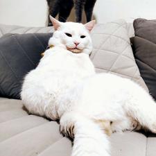 گربه اصیل اسکاتیش