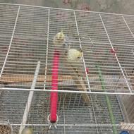 عروس هلندی جفت دم تخم با قفس