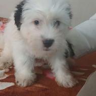 سگ اشپیتزنر و ماده واگزاری