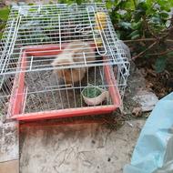 قفس بدون خرگوش