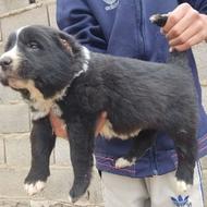 واگذاری سگ الابای روسی کائو