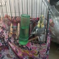 پرنده عروس هلندی