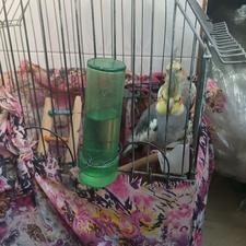 پرنده عروس هلندی