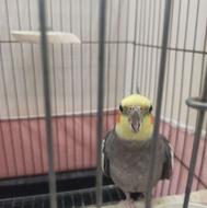 عروس هلندی با قفس