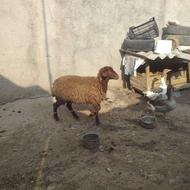 فروش گوسفند بره تقالی
