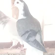 کبوتر دمگیردستگردی