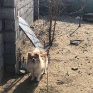 واگذاری سگ پاکوتاه پامر اشپیتز