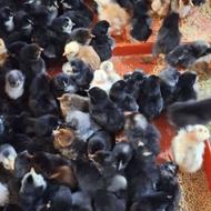 جوجه مرغ گلپایگانی 3روزه 1500 عدد