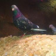 کبوتر درجه یک