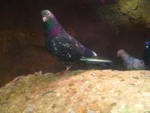 کبوتر درجه یک در شیپور