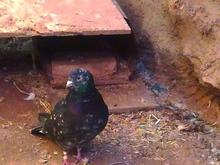 کاکلی و بی کاکل در شیپور