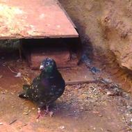 خوش خال و پر پا