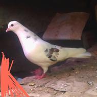 عشق بازان عزیز