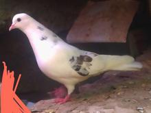 عشق بازان عزیز در شیپور