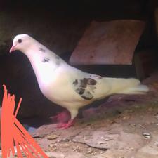 عشق بازان عزیز