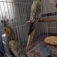 عروس هلندی مروارید