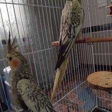 عروس هلندی مروارید