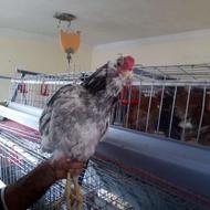 خروس گلین چهل تاج