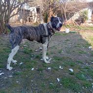 واگذارسگ خراسانی اصیل