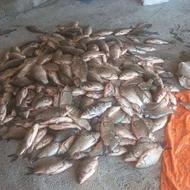 ماهی زنده کپور و کپمور طلای و ........