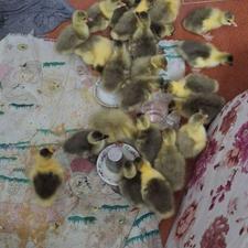 فروش غاز محلی و جوجه غاز محلی