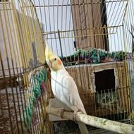 3تا عروس هلندی با قفس