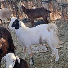 چندتا گوسفند به صورت یه جا