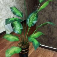 گل برگ انجیری