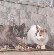 واگذاری دو عدد گربه شیش ماهه