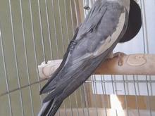 یک عدد عروس هلندی نر سخنگو معاوضه ای در شیپور