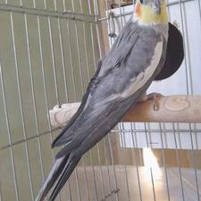 یک عدد عروس هلندی نر سخنگو معاوضه ای