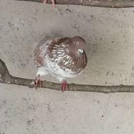 کبوتر پرشی با کیفیت