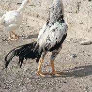 مرغوخروس لازی