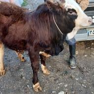 یک راس گوساله دورگ