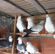 10 عدد کبوتر پریده تیرما.....حییوونای عالی برای گروی سال بعد